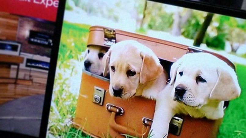 puppies on digital signage screen